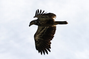 Eagle Flying in the Sky on Vancouver Island in Nanaimo, British Columbia, Canada at Cable Bay Trail.