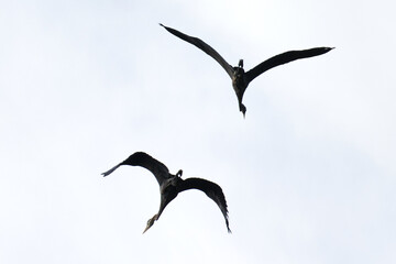 Two Blue Herons Flying in the Sky on Vancouver Island in Nanaimo, British Columbia, Canada at Cable Bay Trail.
