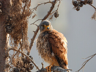 horned owl