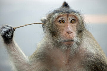 可愛いサル