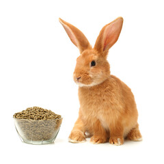 Rabbit and rabbit feed on white background