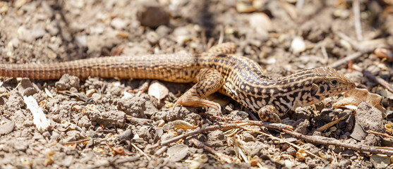 California Whiptail Lizard, Adult. Santa Clara County, California, USA.