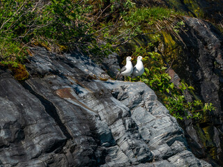 Seagulls sitting on the rookery in Prince William Sound, Alaska