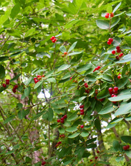 Berry bush