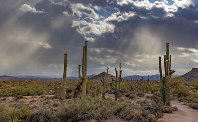 Sunbeams Shining Down On AZ Desert Landscape