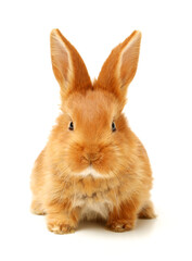 Obraz premium rabbit isolated on white