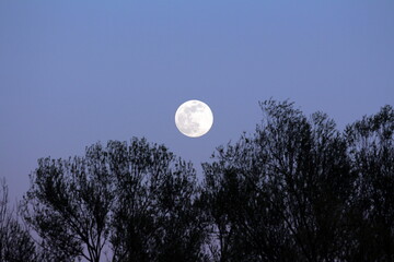Visible large full Moon on clear sky background rising above dense trees without leaves silhouettes at local forest at sunset on warm spring day © hecos