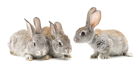 rabbits isolated on white background 