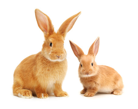 rabbits isolated on white background 