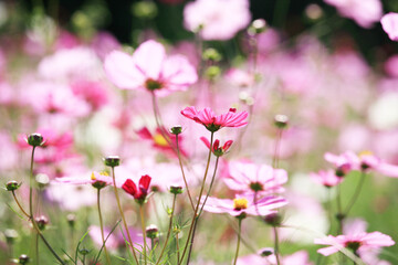 Obraz premium コスモス