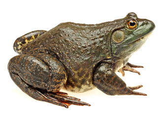 Bullfrog, Rana catesbeiana, against white background, studio shot
