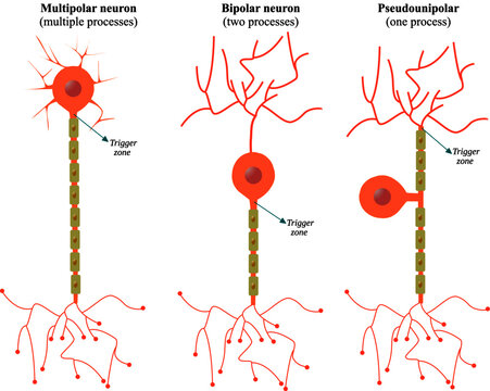 Classification of Neurons according to the number of extensions that project out of the soma