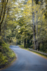 Small winding rural road through yellow trees