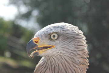 Águila cazando