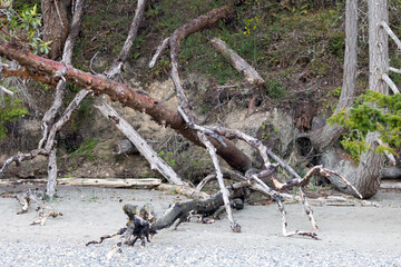 downed tree sitting along shoreline in washington state