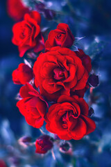 Red roses at the blue background . Louis Phillippe China rose