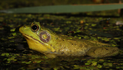 Profile of a male Green Frog in a pond. The yellow chin (vocal sac) and large tympanum (ear) indicate that this is a male. 