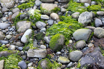 moss and algea growing in stones along the puget sound