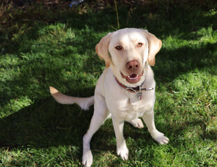 labrador retriever puppy