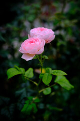 初夏、庭に咲くピンクのばら。花言葉は「しとやか」「上品」「可愛い人」「美しい少女」「愛の誓い」「感銘」