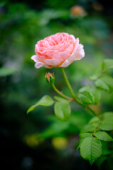 初夏、庭に咲くピンクのばら。花言葉は「しとやか」「上品」「可愛い人」「美しい少女」「愛の誓い」「感銘」