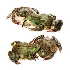 frog on white background