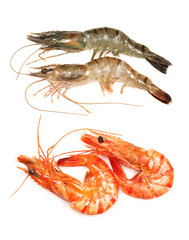 shrimps on a white background