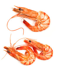 shrimps on a white background