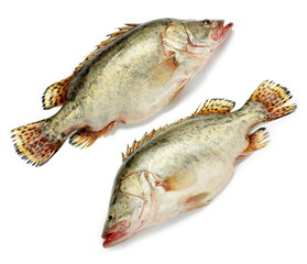 Fresh mandarin fish on white background.