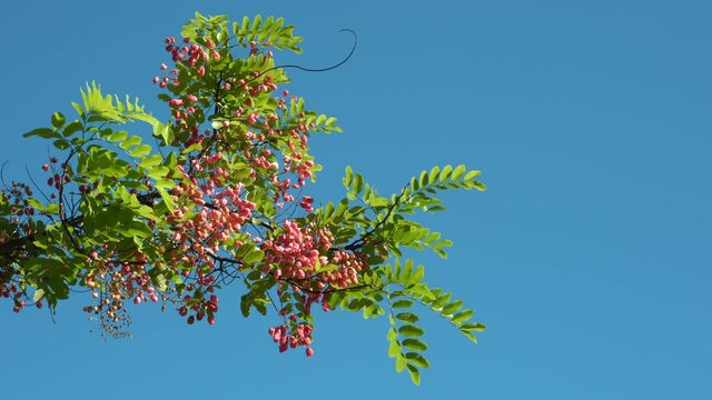 Flowers, Cassia javanica, Java cassia, pink shower, apple blossom tree and rainbow shower tree, family Fabaceae. Ainahau Triangle / Fort DeRussy Beach Park, Waikiki, Honolulu, Oahu, Hawaii