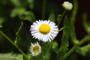Fototapeta premium daisy flower