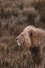 A lion sitting in a field
