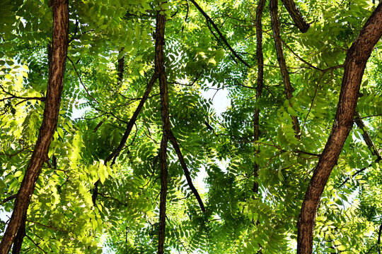 Green walnut tree leaves in sunlight. Upward view.