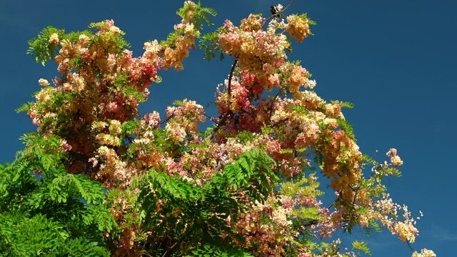 Flowers, Cassia javanica, Java cassia, pink shower, apple blossom tree and rainbow shower tree, family Fabaceae. Ainahau Triangle / Fort DeRussy Beach Park, Waikiki, Honolulu, Oahu, Hawaii
