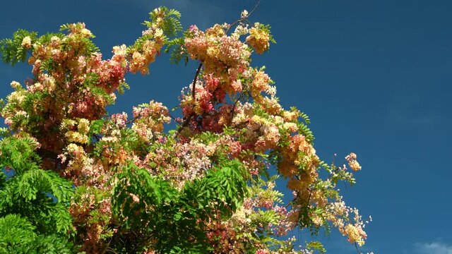 Flowers, Cassia javanica, Java cassia, pink shower, apple blossom tree and rainbow shower tree, family Fabaceae. Ainahau Triangle / Fort DeRussy Beach Park, Waikiki, Honolulu, Oahu, Hawaii