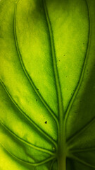 close up of taro leaves that have black spots in the morning
