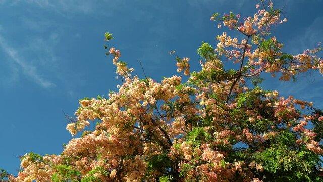 Flowers, Cassia javanica, Java cassia, pink shower, apple blossom tree and rainbow shower tree, family Fabaceae. Ainahau Triangle / Fort DeRussy Beach Park, Waikiki, Honolulu, Oahu, Hawaii