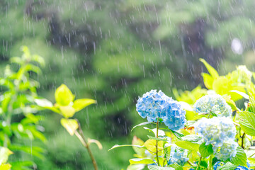 梅雨時期のアジサイ