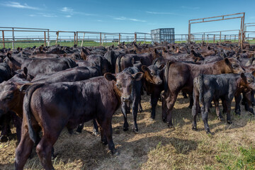 Black Angus calves in corral.