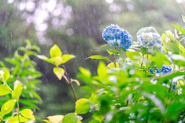 梅雨時期のアジサイ