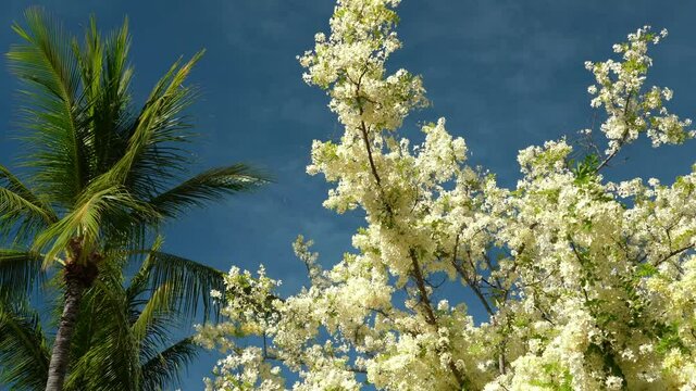 Flowers, Cassia javanica, Java cassia, pink shower, apple blossom tree and rainbow shower tree, family Fabaceae. Ainahau Triangle / Fort DeRussy Beach Park, Waikiki, Honolulu, Oahu, Hawaii