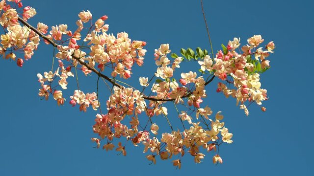Flowers, Cassia javanica, Java cassia, pink shower, apple blossom tree and rainbow shower tree, family Fabaceae. Ainahau Triangle / Fort DeRussy Beach Park, Waikiki, Honolulu, Oahu, Hawaii