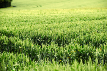 Corn field in sunlight on an agricultural farm growing cereal crop