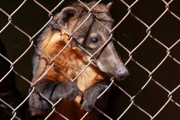 Captive Coatis in a South American Zoo