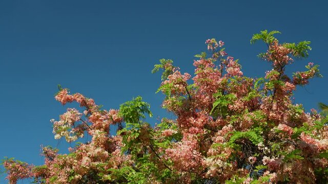 Flowers, Cassia javanica, Java cassia, pink shower, apple blossom tree and rainbow shower tree, family Fabaceae. Ainahau Triangle / Fort DeRussy Beach Park, Waikiki, Honolulu, Oahu, Hawaii
