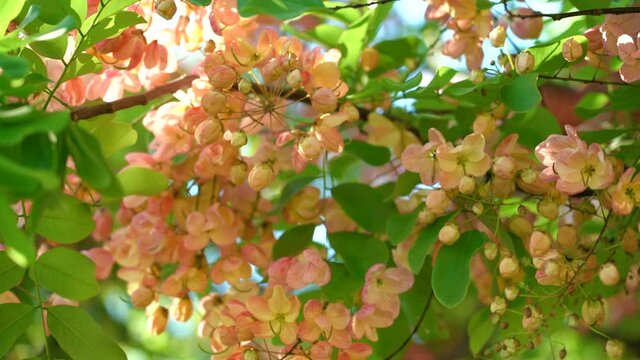 Flowers, Cassia javanica, Java cassia, pink shower, apple blossom tree and rainbow shower tree, family Fabaceae. Ainahau Triangle / Fort DeRussy Beach Park, Waikiki, Honolulu, Oahu, Hawaii