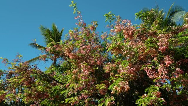 Flowers, Cassia javanica, Java cassia, pink shower, apple blossom tree and rainbow shower tree, family Fabaceae. Ainahau Triangle / Fort DeRussy Beach Park, Waikiki, Honolulu, Oahu, Hawaii