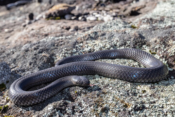 Australian Eastern Small-eyed Snake flickering it's tongue