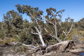 Strong wind blowing and up-rooting trees