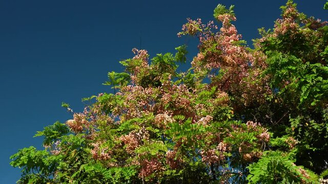 Flowers, Cassia javanica, Java cassia, pink shower, apple blossom tree and rainbow shower tree, family Fabaceae. Ainahau Triangle / Fort DeRussy Beach Park, Waikiki, Honolulu, Oahu, Hawaii